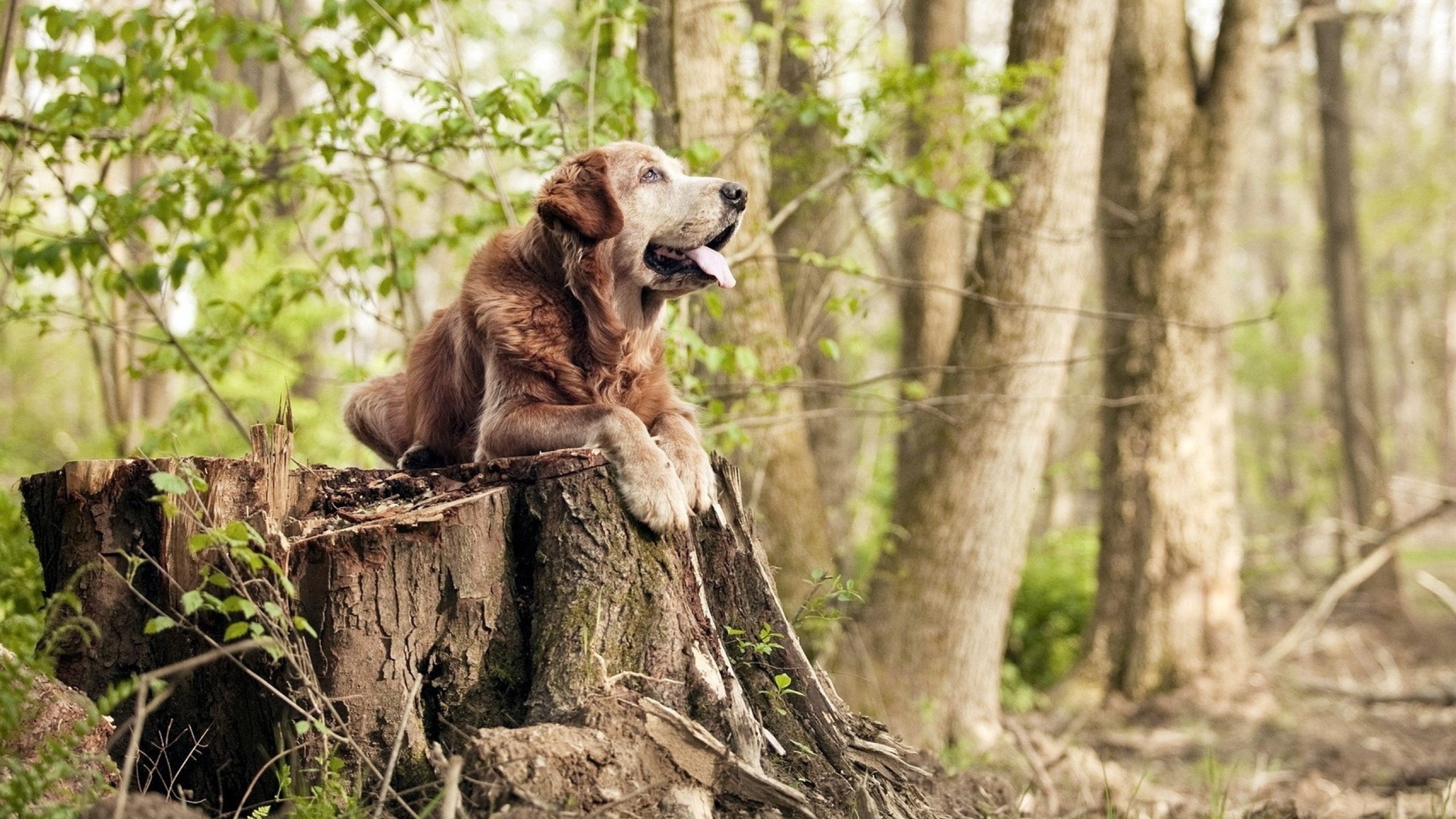开云网页版登录入口-排球大满贯赛：强者之巅的精彩对抗，排球大满贯运动员