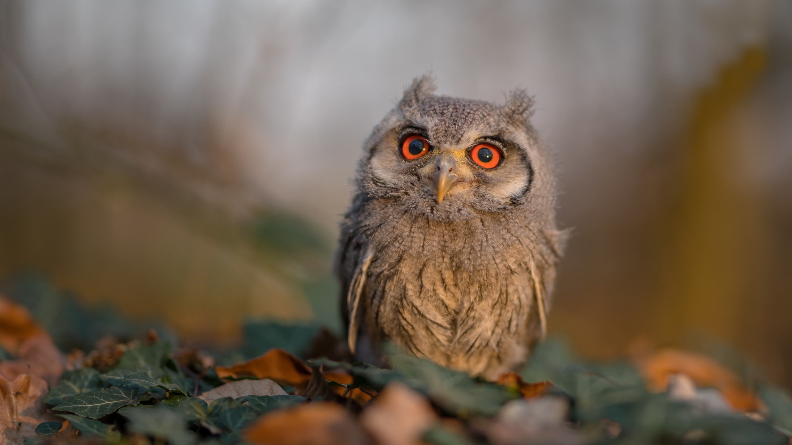 开云网页版-“篮球梦想家”青少年创新创业大赛在上海开赛，助推青训产业发展