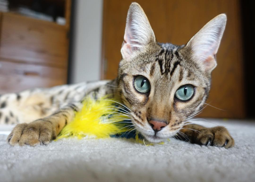 开云体育-“细节决定成败：车队幕后技术革新揭秘”，车队专业术语